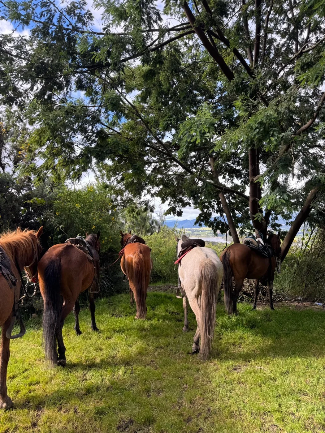 Horseback riding through the Andes