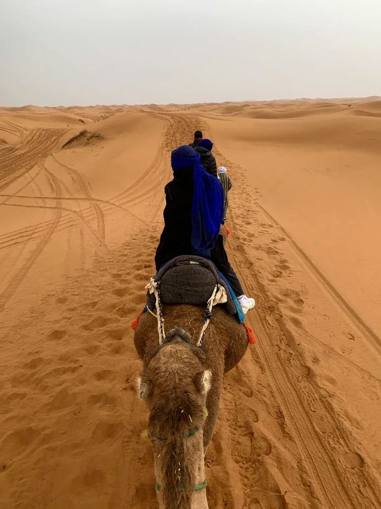 A camel trek across the Saharan dunes